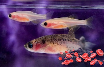zebrafish help discover a cure for diamond blackfan anemia