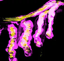 Burns lab image of purple cells.