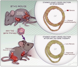 BTHS mouse gene therapy illustration