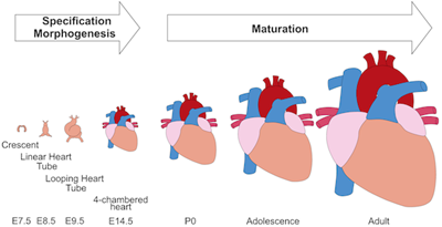 Cardiomyocyte maturation figure