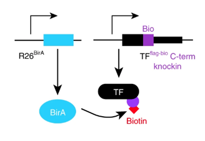 Reference map of cardiac transcription factor occupancy