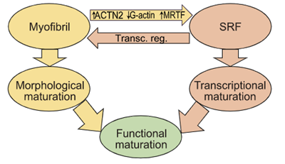 Cardiomyocyte maturation through MRTF-SRF signaling
