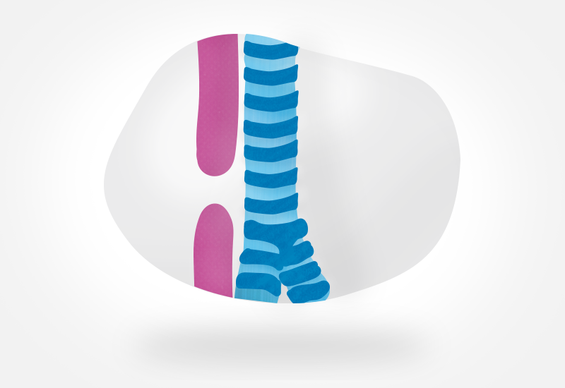 Illustration of a human airway