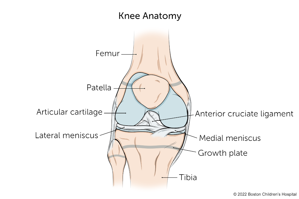Illustration of the anatomy of the knee