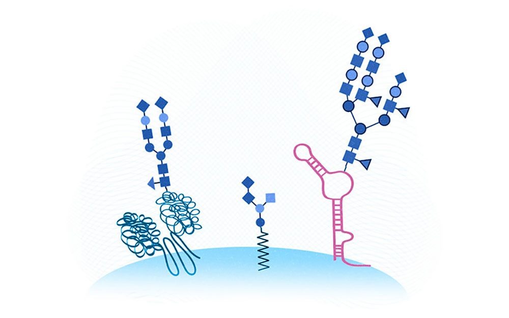 GlycoRNA illustration showing three ‘hands’ on the cell surface. From left to right, a glycoprotein, a glycolipid, and the newly discovered glycoRNA