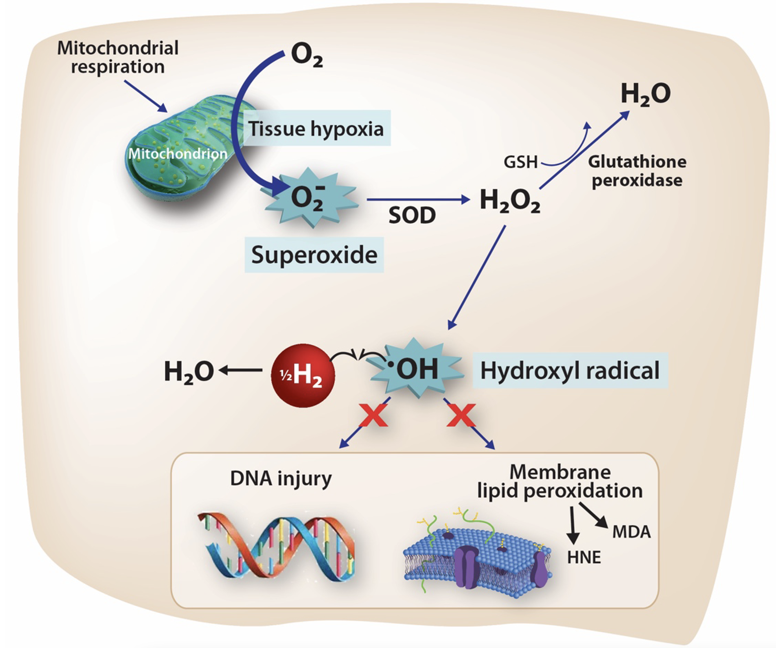 When a part of the cell called the mitochondrion is deprived of oxygen, a condition known as tissue hypoxia, the cell manufacturers toxic chemicals like superoxide. This is converted to peroxide (H2O2) and then to hydroxyl (*OH) radical, which directly causes damage to DNA and cell membranes, and eventually cell death. Hydrogen acts as a sponge for these chemicals, decreasing the injury that results from ischemia.