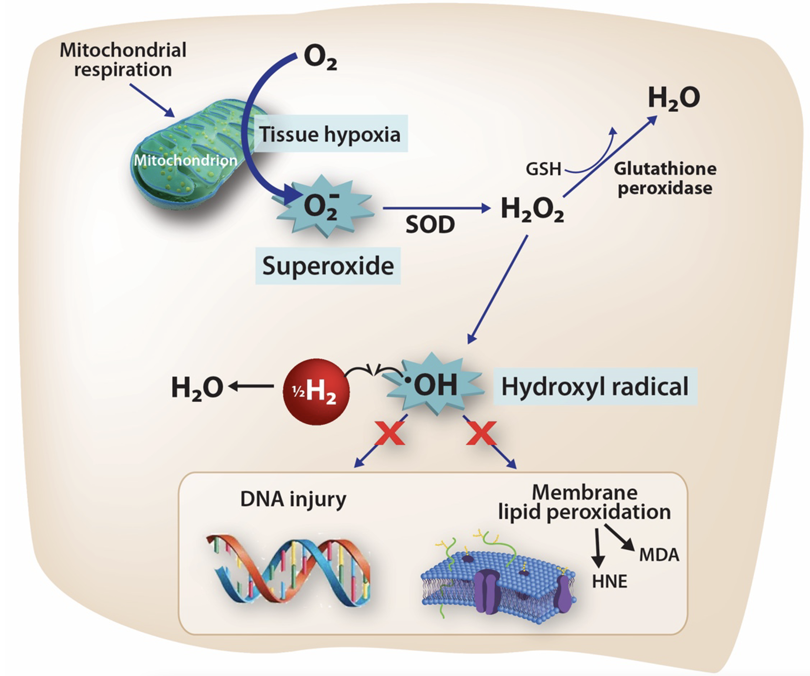 When a part of the cell called the mitochondrion is deprived of oxygen, a condition known as tissue hypoxia, the cell manufacturers toxic chemicals like superoxide.  This is converted to peroxide (H2O2) and then to hydroxyl (*OH) radical, which directly causes damage to DNA and cell membranes, and eventually cell death.  Hydrogen acts as a sponge for these chemicals, decreasing the injury that results from ischemia.