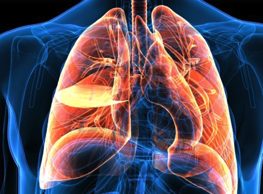 Orange highlighted lungs.