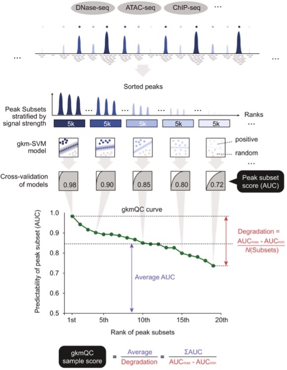 A figure shows a workflow of peak quality assessment. Starting from epigenomic data such as DNase-seq, ATAC-seq, and ChIP-seq, peaks are sorted by their signal strengths and then grouped into subsets of 5,000 peaks. Next, each subset as positive data is used to train gkm-SVM model against random genomic regions as negative data. Peak subset scores are calculated as the area under the ROC curve (AUC) using cross-validation. A gkmQC curve is defined as the rank of peak subsets on the X-axis.