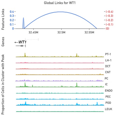 The top plot shows links connecting regulatory elements and their potential target genes determined by the correlation between the gene expression and regulatory element activities across the cell. Correlation strength is shown as link heights in the y-axis. The middle plot shows Genes. In this region, the WT1 gene is displayed. The bottom track shows “chromatin accessibility” as the proportion of cells in clusters with peaks in ten different cell types.