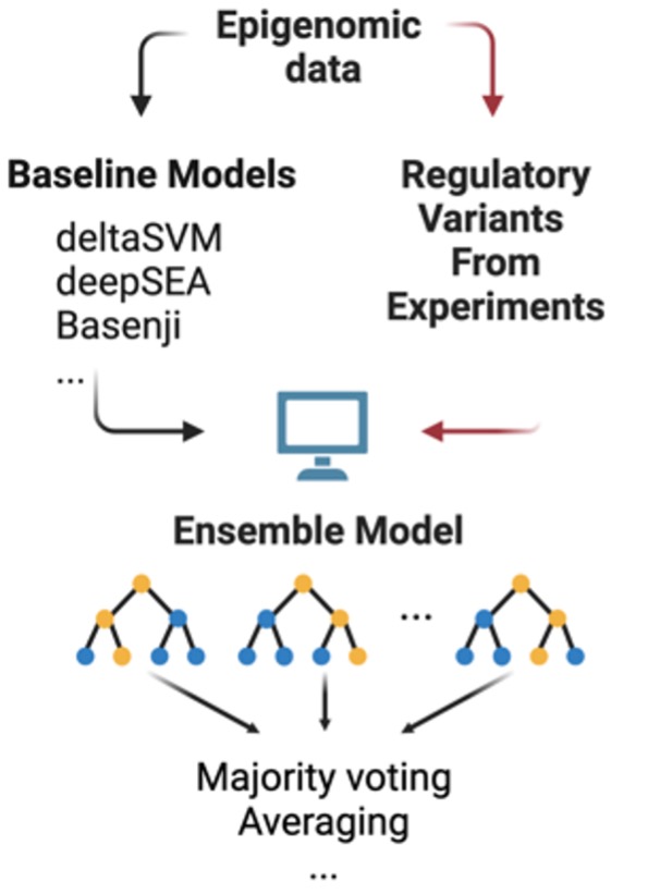 A diagram shows the workflow of ensemble model building. Starting with Epigenomic data, baseline models, such as deltaSVM, deepSEA, and Basenji, are built. The data are also used to identify regulatory variants. These two components are used to build ensemble models, which perform classification using majority voting and averaging techniques.