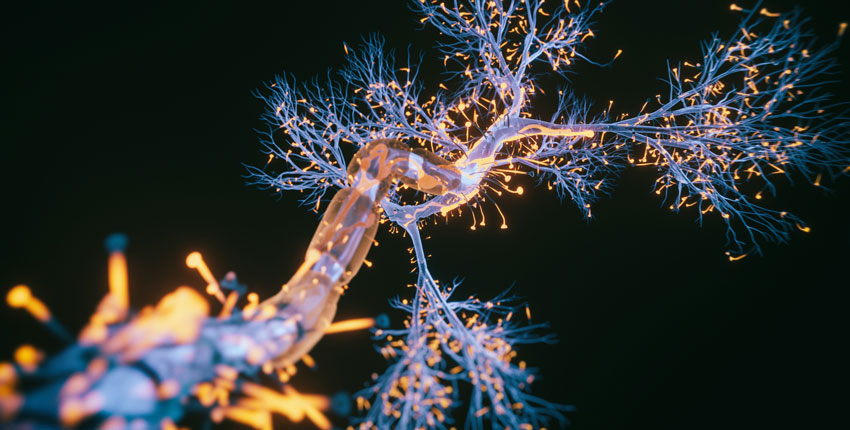 Image of neuron cell and interconnected neurons synapses.
