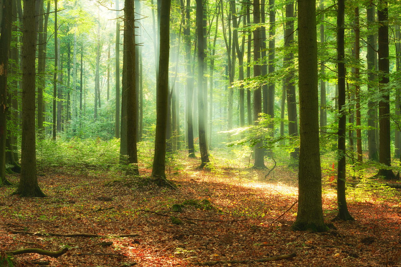 a clearing in a calm forest with dappled sunlight streaming down