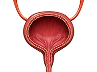 bladder illustration 