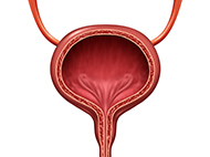 bladder illustration