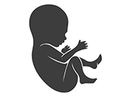 black and white illustration of fetus