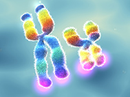 rainbow x and y chromosomes