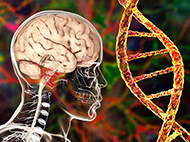 skull, brain and dna strand