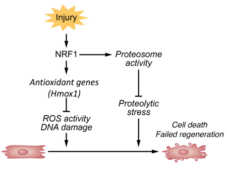 infographic showing how an injury goes from NRD1 to either antixidont genes and ROS activity DNA damage or proteosome activity and then stress to cell death failed regeneration