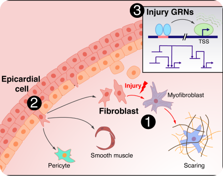 Fibroblast tear repairs itself with epicardial cell.