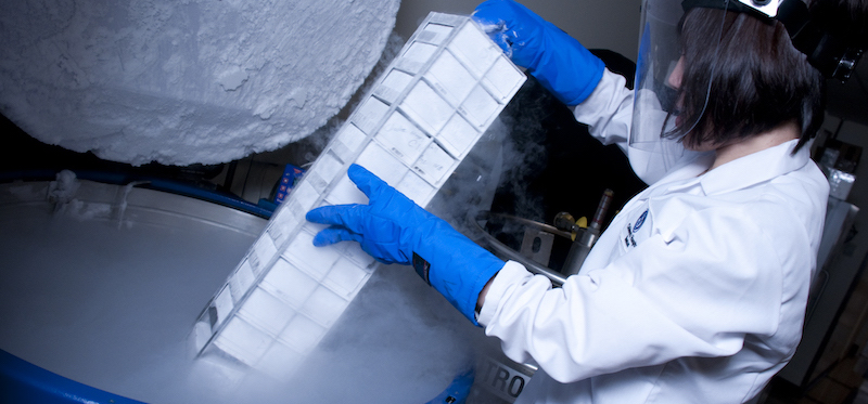 Researcher removes cell samples from freezer