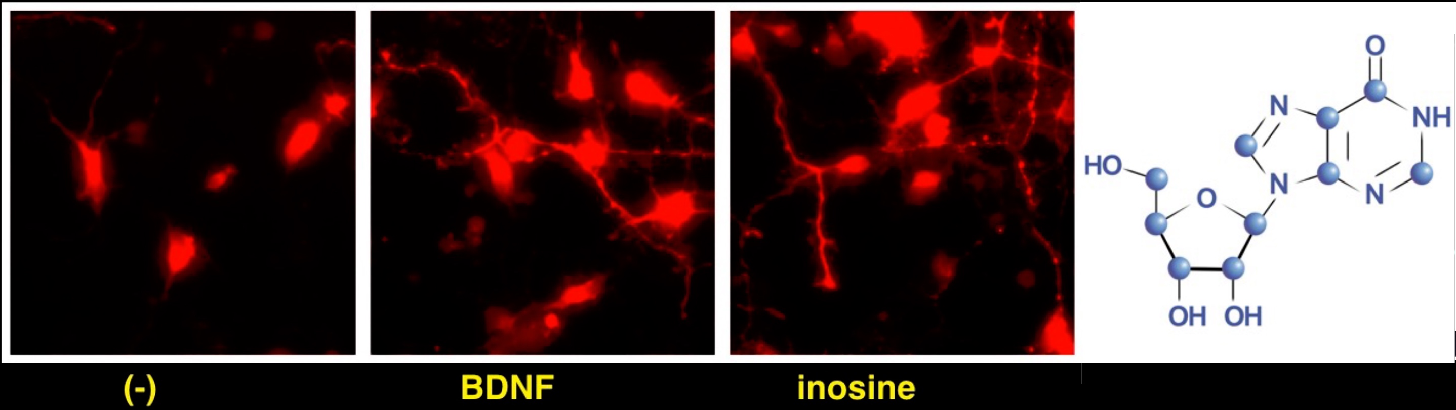 Inosine stoke image.