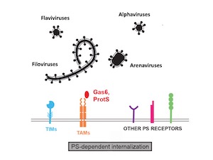 flavivirus, alphavirus, filovirus and arenaviruses