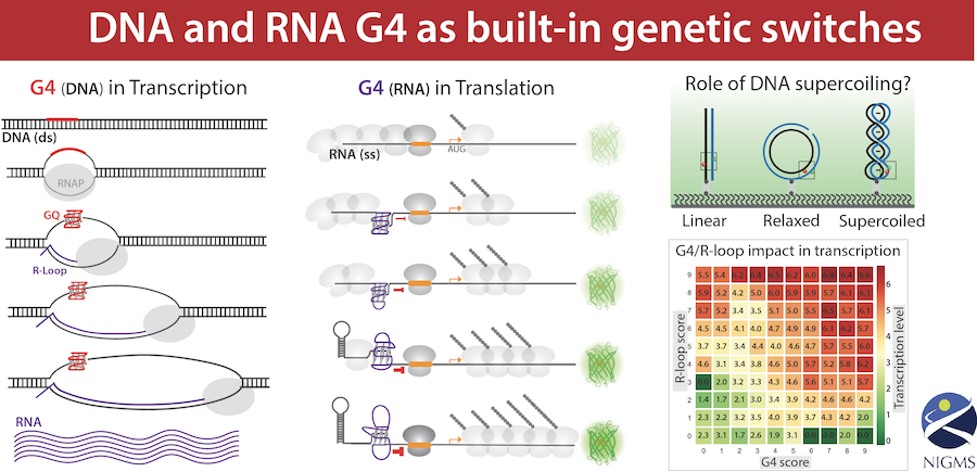 illustration of DNA and RNA as built-in genetic switches