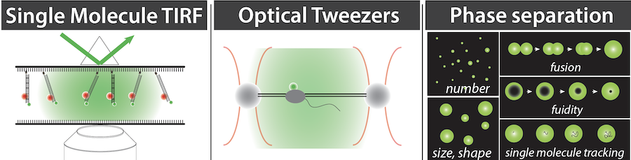 three boxes illustrating Single molecule TIRF, Optical Tweezers, and Phase separation
