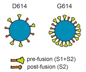 image of blue D614 AND G614 cells pre and post-fusion 