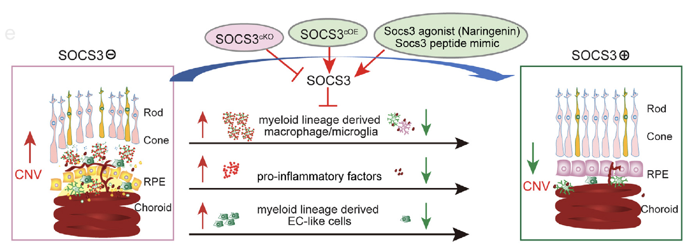 A diagram of three images illustrating what happens to the eye; the first square labeled SOCS3 with a negative sign shows a red arrow labeled CNV pointing up next to drawings of the rod, cone, RPE, and Choroid parts of the eye. In the middle image there are black arrows (the first arrow is myeloid lineage derived macrophage/microglia, the second arrow pro-inflammatory factors, the third arrow is myeloid lineage derived EC-like cells) and these three arrows point across to the last image which has a green arrow labeled CNV pointing down.