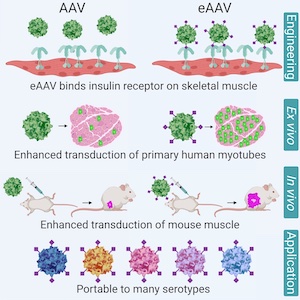 four rows of viral gene therapy of AAV and eAAV with engineering, ex vivo, in vivo, and application 