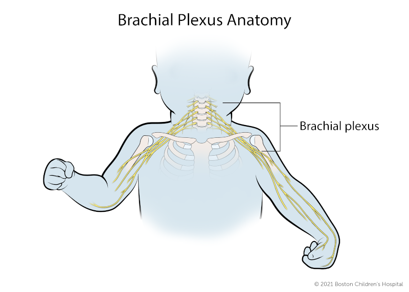 Brachial Plexus Anatomy: The brachial plexus is a network of nerves that connect the spinal cord to the shoulder, arm, and hand.