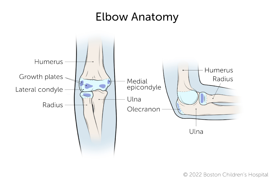 This is the anatomy of an elbow.