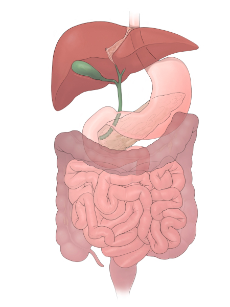 Image of normal abdominal anatomy
