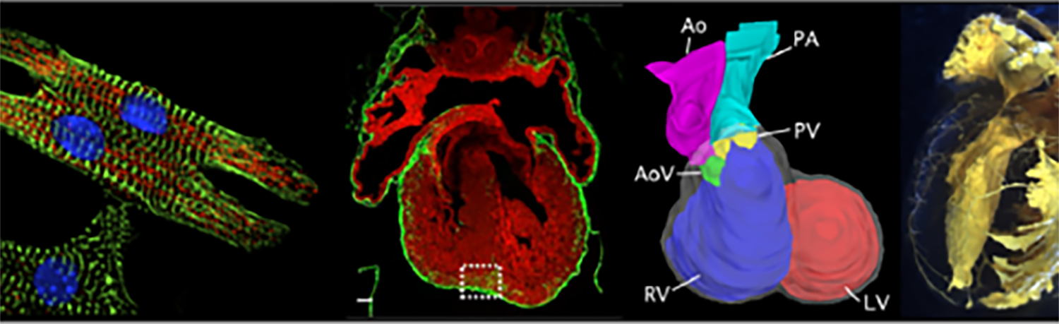 A montage of colorful cells on a black background.