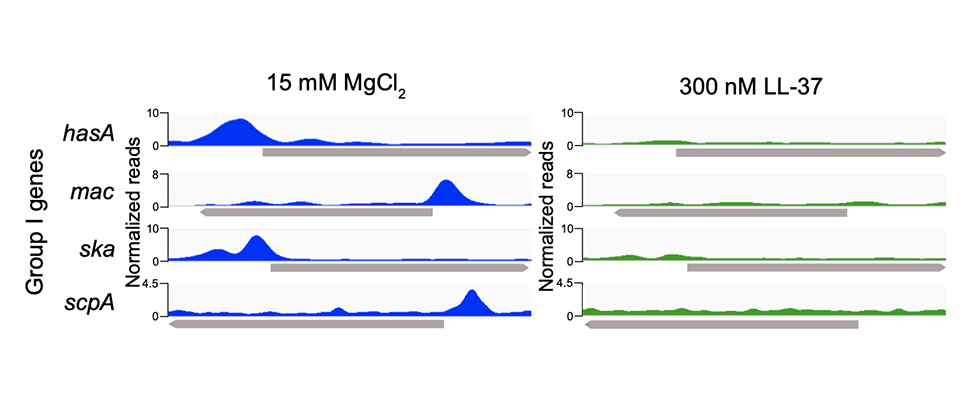 illustration of virulence gene regulation with 15 mM MgC2 and 300 nM LL-37