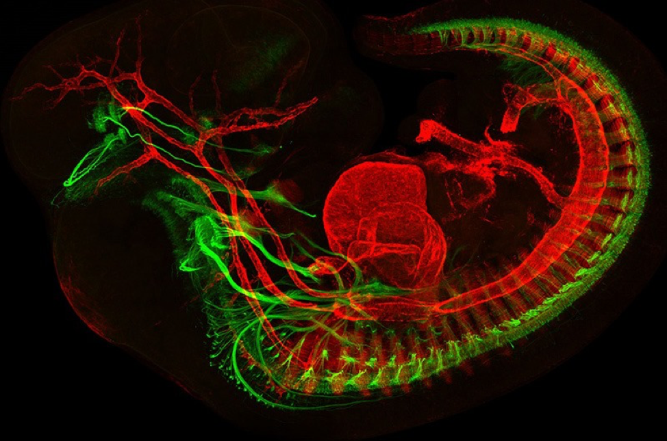 Red and green image of a mouse embryo on a black background.