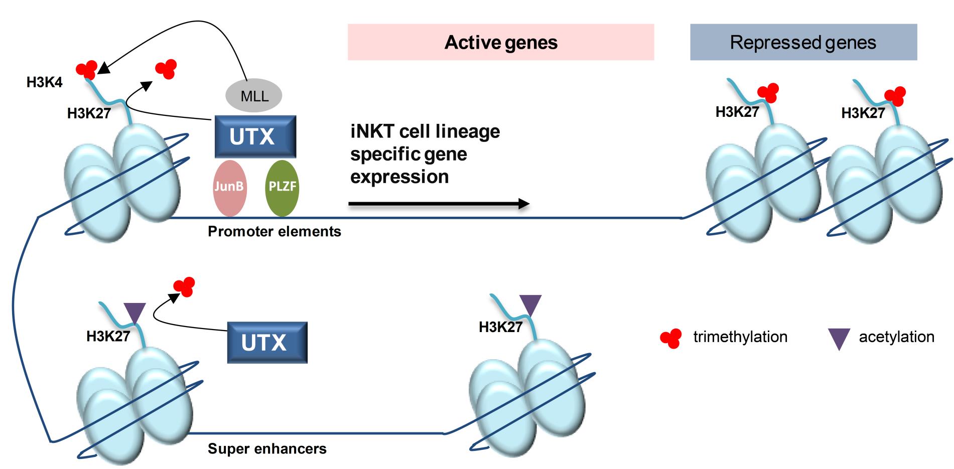 Winau Lab:Figure 2. UTX regulates the gene expression program of iNKT cells through multiple epigenetic mechanisms.  i) UTX is recruited to the promoters of signature genes of the iNKT cell lineage. Through its demethylase function, UTX removes repressive H3K27me3 marks from gene promoter regions. In parallel, UTX facilitates the formation of active H3K4me3 via its interaction with MLL. Subsequently, both histone modifications promote active transcription of iNKT cell genes. ii) Additionally, UTX is able to bind key iNKT transcription factors, such as PLZF and the newly identified JunB, which act on promoter elements to allow gene expression. iii) Finally, UTX facilitates the accessibility of super-enhancers in iNKT cells. UTX-mediated removal of repressive H3K27me3 marks favors the formation of H3K27ac associated with super-enhancers.
