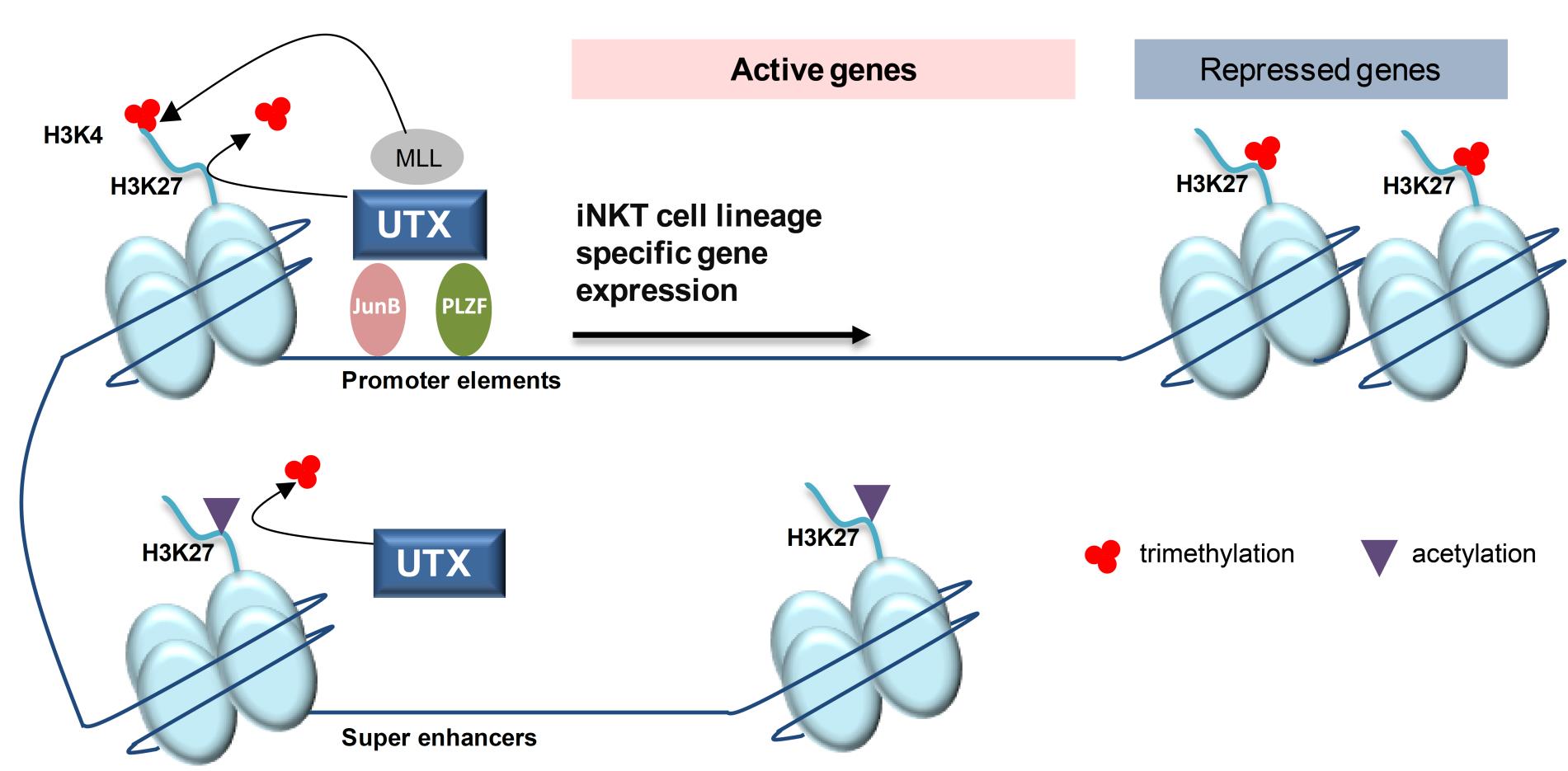 Winau Lab:Figure 2. UTX regulates the gene expression program of iNKT cells through multiple epigenetic mechanisms. i) UTX is recruited to the promoters of signature genes of the iNKT cell lineage. Through its demethylase function, UTX removes repressive H3K27me3 marks from gene promoter regions. In parallel, UTX facilitates the formation of active H3K4me3 via its interaction with MLL. Subsequently, both histone modifications promote active transcription of iNKT cell genes. ii) Additionally, UTX is able to bind key iNKT transcription factors, such as PLZF and the newly identified JunB, which act on promoter elements to allow gene expression. iii) Finally, UTX facilitates the accessibility of super-enhancers in iNKT cells. UTX-mediated removal of repressive H3K27me3 marks favors the formation of H3K27ac associated with super-enhancers.