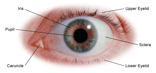 Eye