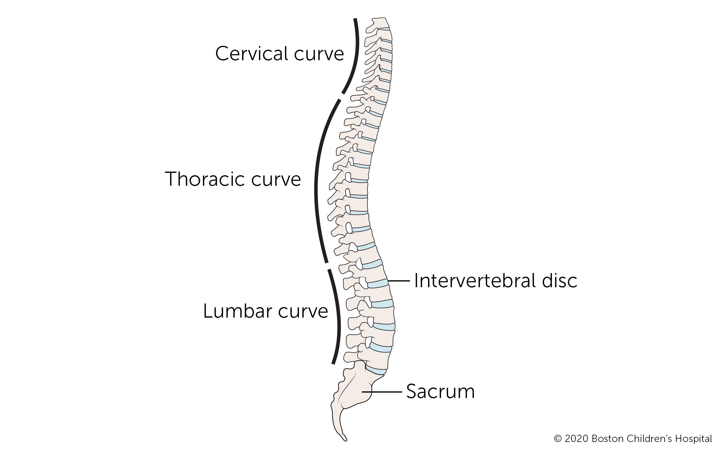 Here is the anatomy of the spine.