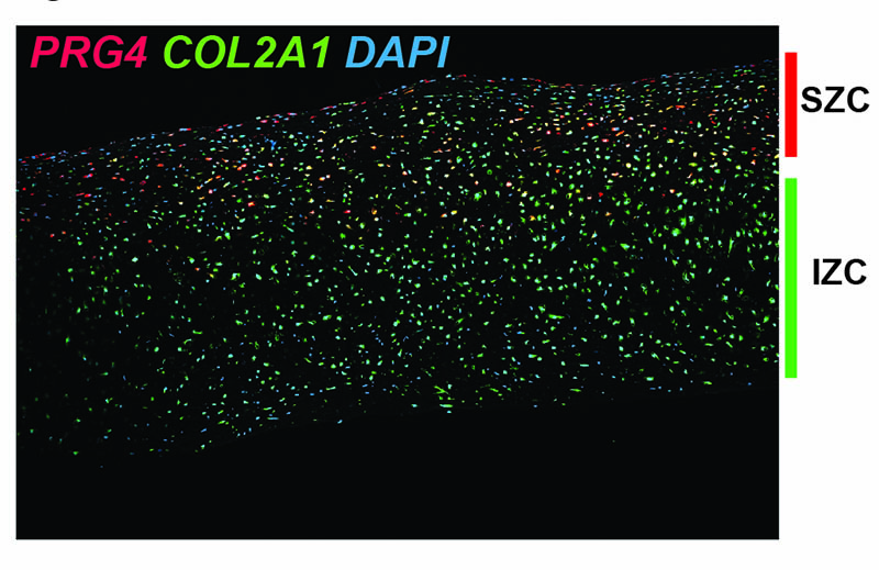 Figure: Zonal organization of hESC-derived articular cartilage. Similar to cartilage found in our joints, the flattened layer of chondrocytes within the superficial layers of the hESC-derived articular cartilage express PRG4, encoding the protein lubricin, while deeper intermediate-zone-like chondrocytes express only COL2A1, encoding type II collagen. mRNA expression detected by in situ hybridization (RNAScope).