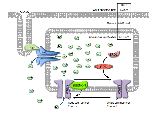 A diagram illustrating how SELENON is thought to interact with SERCA to facilitate calcium ions re-uptake by the sarcoplasmic reticulum after a muscle cell contraction.