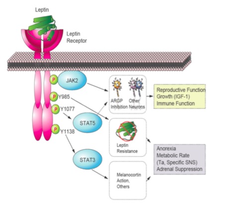 Leptin-signaling-in-the-brain