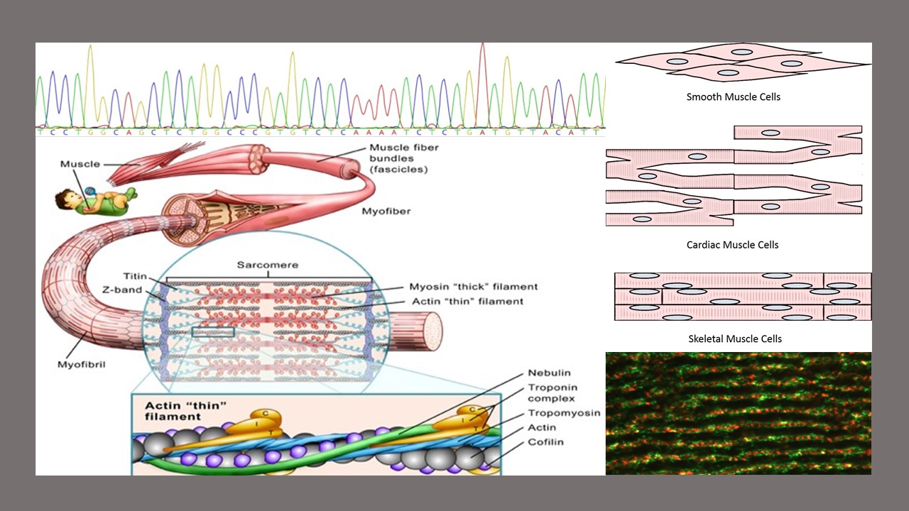 Top to bottom; left to right; 1) Sanger sequencing showing the individual nucleotide base calls St 2) The 3 types of muscle cells  3) Muscle Structure 4) What cardiac muscle cells look like under magnification.
