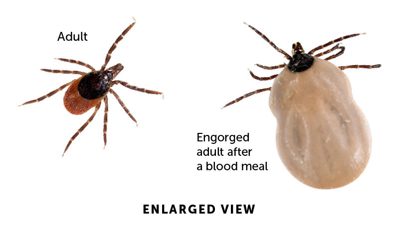 Black-legged ticks, also known as deer ticks, are carriers of Lyme disease.