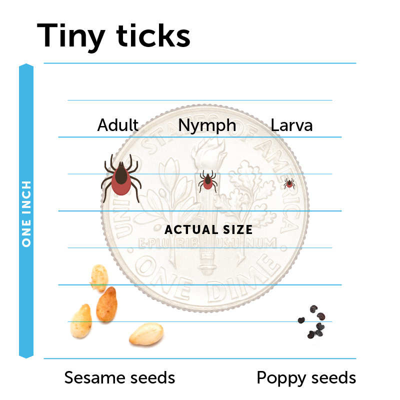 This graphic shows how adult, nymph, and larva ticks compare in size to sesame and poppy seeds.