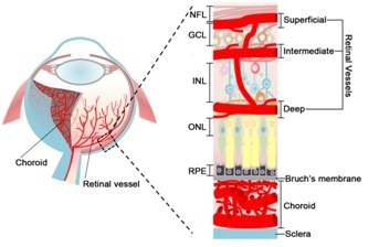 Retinal Layers Diagram