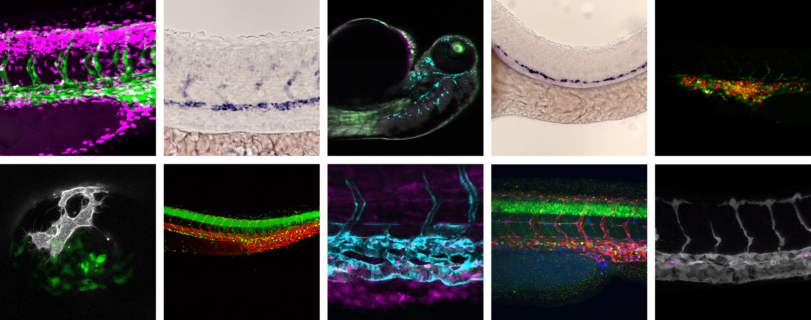 Mosaic of Trista North Lab research images showing zebrafish